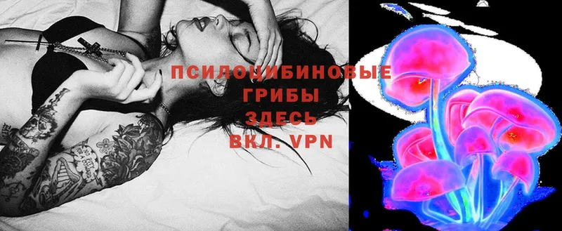 как найти   Вихоревка  Галлюциногенные грибы Psilocybe 